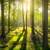 Light shining through the trees in the forest image - Free stock photo ...