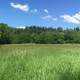 Meadow landscape with trees in the background