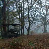 Mist in the trees in the forest