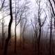 Misty and mysterious Forest trees