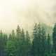 Misty Pine Tree Forest