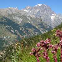 Mountainside landscape with flowers