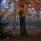 Mysterious Forest tree and mist