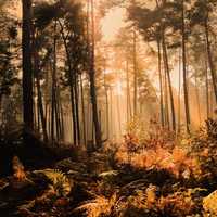 Mysterious Forest with light through trees