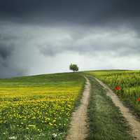 Path to the Tree under stormy skies