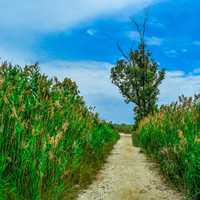 Pathway through the swamp under blue skies