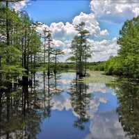 Peaceful landscape with pond and trees