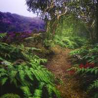 Plants, leaves, and trees on the ground