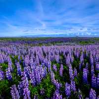 Purple Flower Field landscape