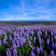 Purple Flower Field landscape