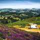 Purple Flowers on the hillside with van