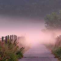 Purple fog and mist on the path