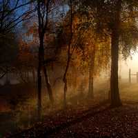 Rays of Lights through the Trees in the Morning in New Zealand