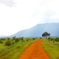 Red Dirt Road Landscape