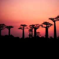 Red Skies with Tree Silhouettes with landscape