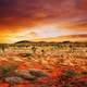 Red Sky and landscape with desert grass and plants