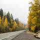 Roadway between the autumn trees