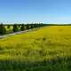 Roadway by the yellow flowers