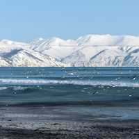 Seagulls flying around ice hills and ocean