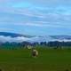 Sheep in the landscape on a Misty Morning