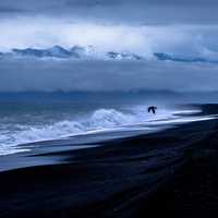 Shoreline and Sea landscape and a bird flying over it