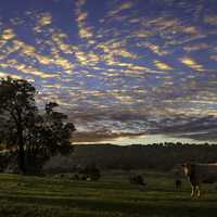 Sky over the farm landscape with cow at dusk