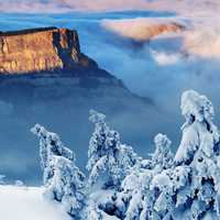 Snow Covered Tree and mountains