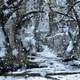 Snowy forest landscape with snow falling