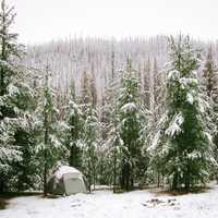 Snowy Forest landscape