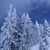 Snowy trees on the hillside