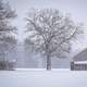 Snowy landscape with tree and house