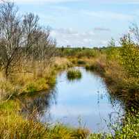 Stream and bush landscape