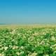 Summer flower field landscape