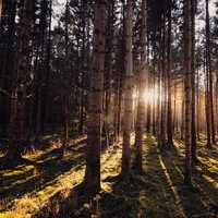 Sunlight shining through the forest