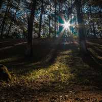 Sunlight Shining through the trees