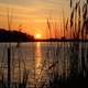 Sunset landscape beyond the reeds