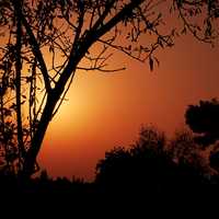 Sunset with trees with red skies