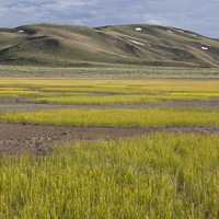 Tall Grass fields around Bodie Hills