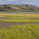 Tall Grass fields around Bodie Hills