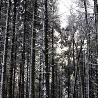 Tall Trees with light in the forest