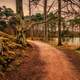 Trail through the woods and lake