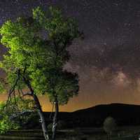 Tree and Starlight landscape night