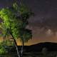 Tree and Starlight landscape night