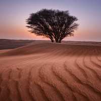 Tree in desert landscape