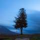 Tree in middle of landscape