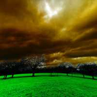 Trees on the lawn under heavy cloudy skies