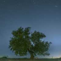 Tree under the stars