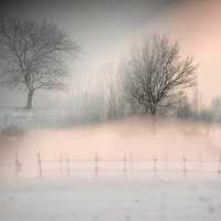 Trees in the snowy mist