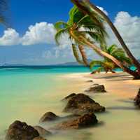 Tropical beach with palm trees