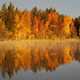 Water and trees on the shore landscape